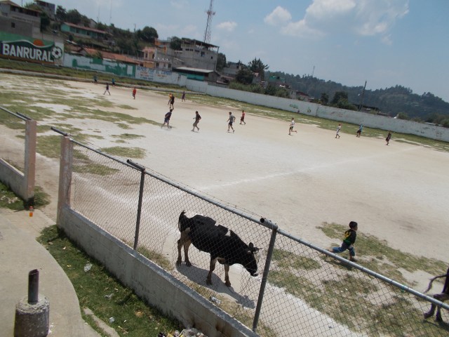 There are just cows everywhere here... its hilarious. Cows chickens goats and dogs... I love it... some of them are really nice too. We'll just be walking along, and some random beagle will see us, and walk along with us so we could be its master for a few minutes... its a lot of fun... having someone accompany you that is nice and won't bite you. If i have a piece of bread, I'll give it to him to thank him... but other than that, they leave us alone. They are super used to human contact, so they don't do anything to us.